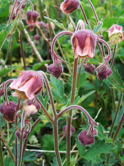 Water Avens